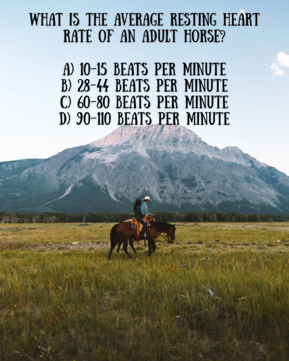 🐴 Trivia Time! 🐴