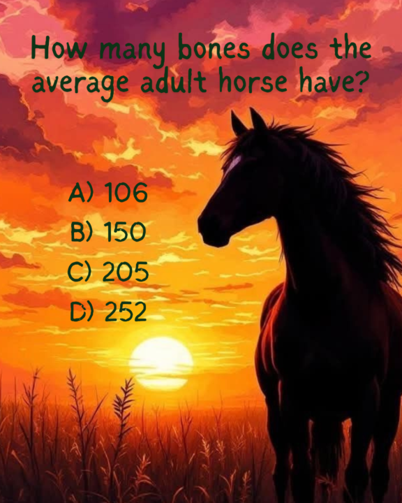 🐴 Trivia Time 🐴