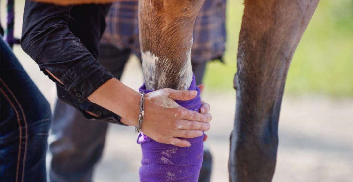 Horse Health, Anatomy, Nutrition & More