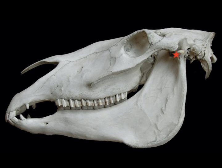 Your horse isn’t being ‘naughty’