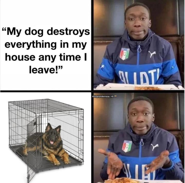 Crate training is like giving your dog their own cozy little bedroom 🐾 