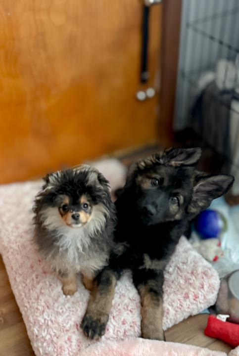 🐶 Let’s talk about Puppies 🐶 