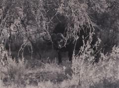 Salvatore Crisafulli