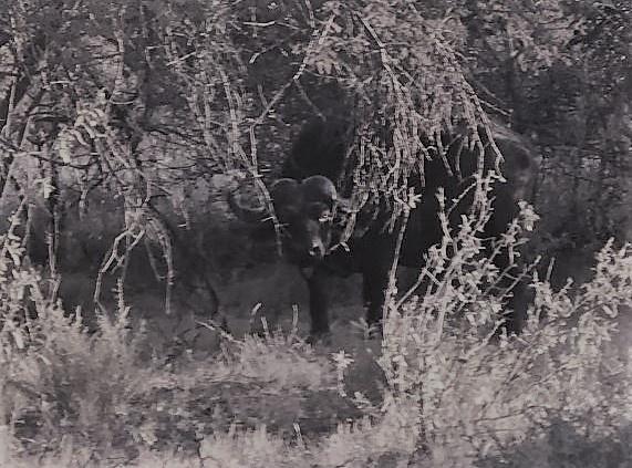 Salvatore Crisafulli