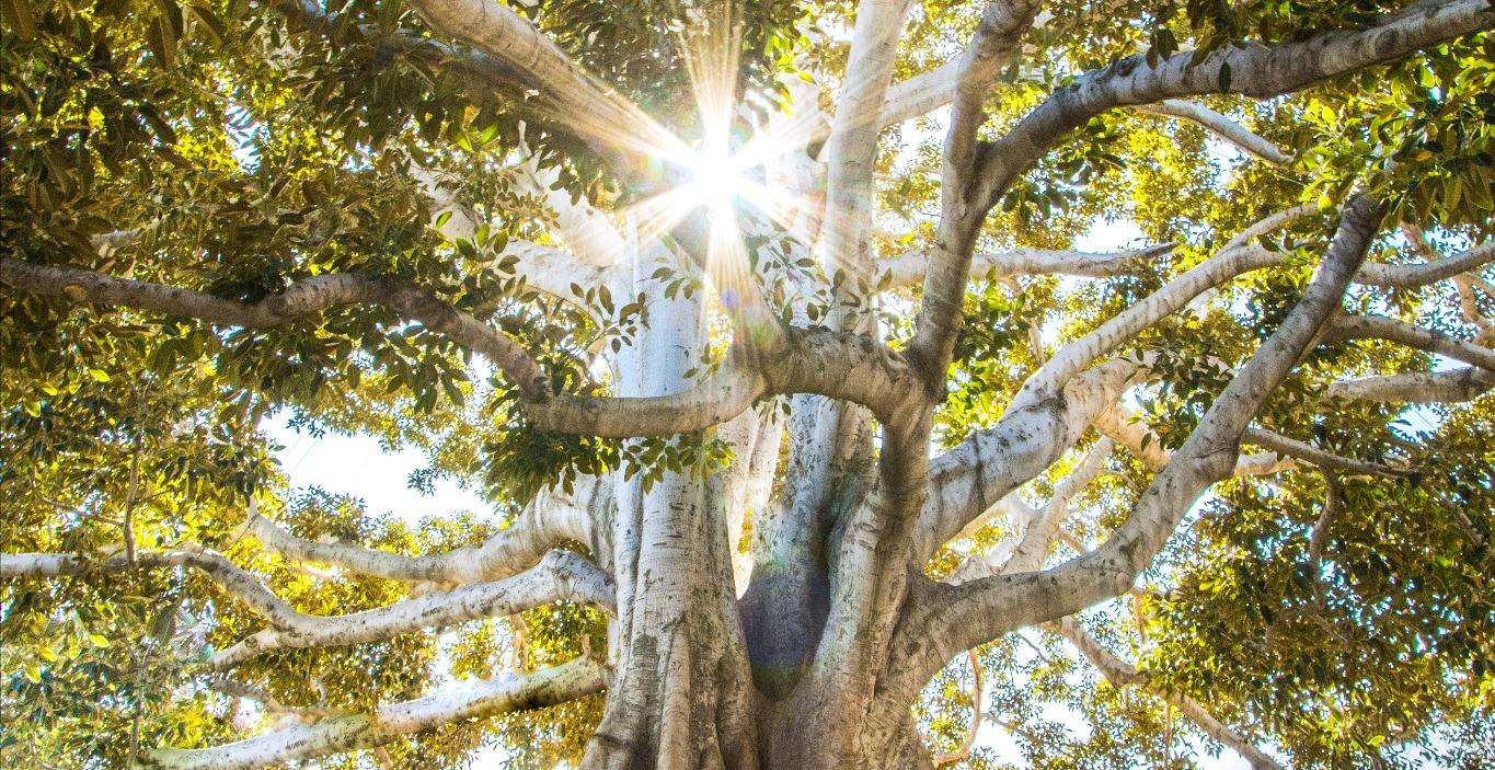 Emotional Strengthening Morning Routine Course