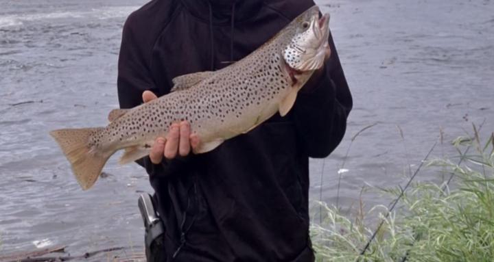 Kellistr8ted fish & automotive