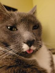 Larissa Pasechnikoff