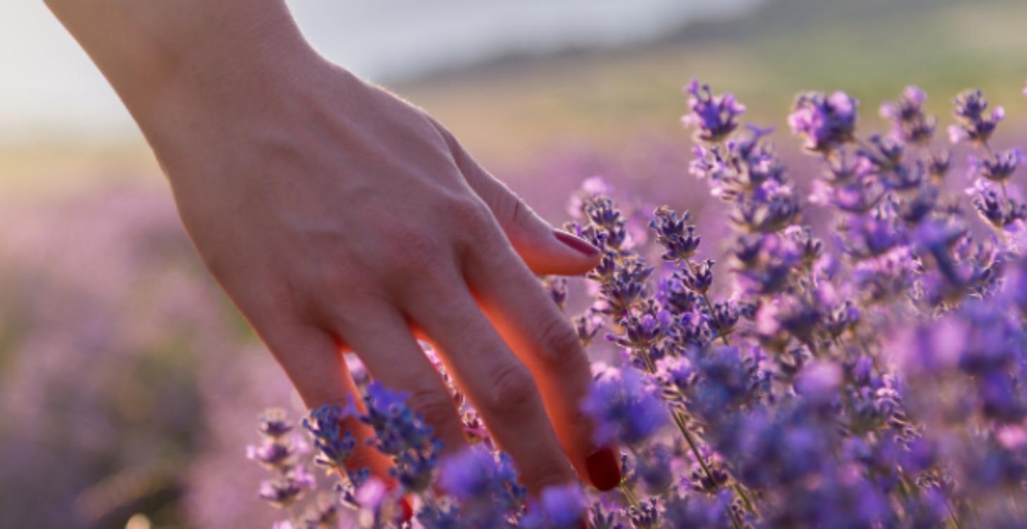 🌿 RESET TELA A ENERGIE