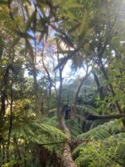 Jasper Totara