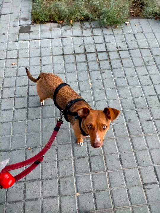 Maria Teresa Dinares