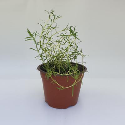 River Mint (Hortelã-da-Ribeira)