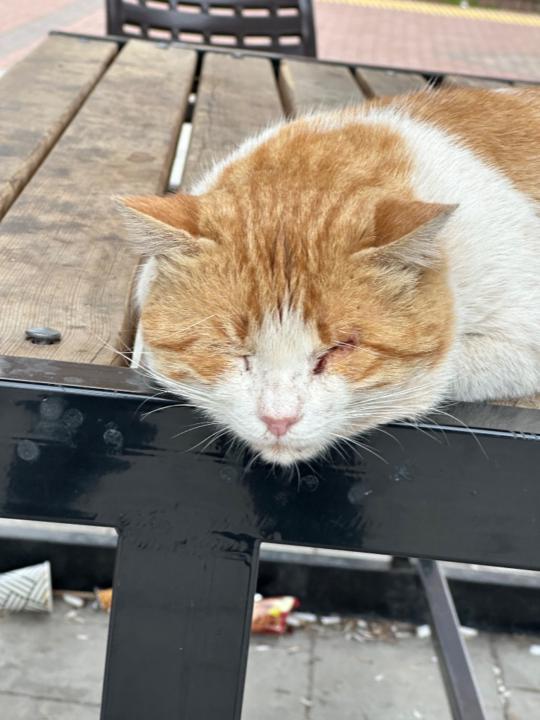 Mustafa erdem Gümüş