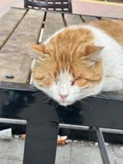 Mustafa erdem Gümüş