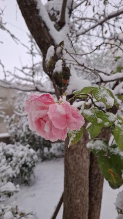 فاطمة الحاج عمر