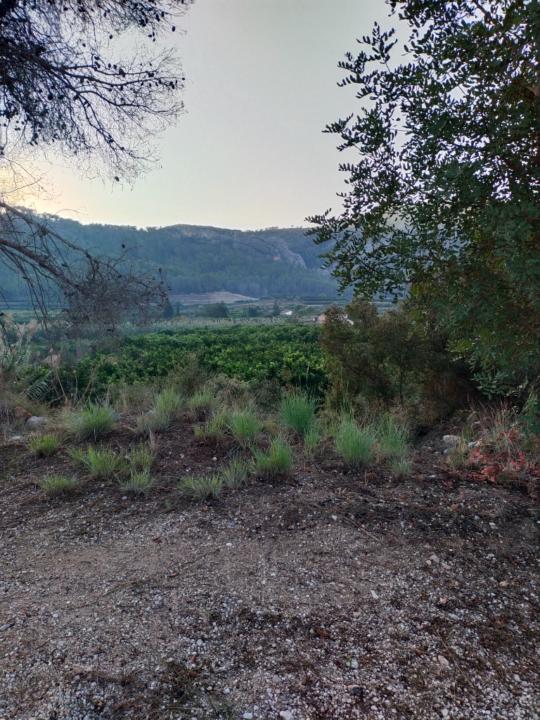 Amelia Martínez Garcia