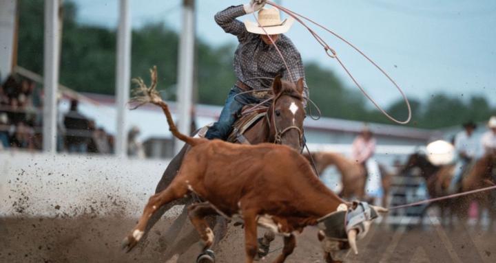 Payson’s performance horses
