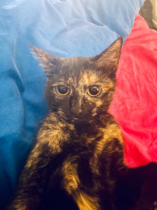 Laniumah Laishkochav