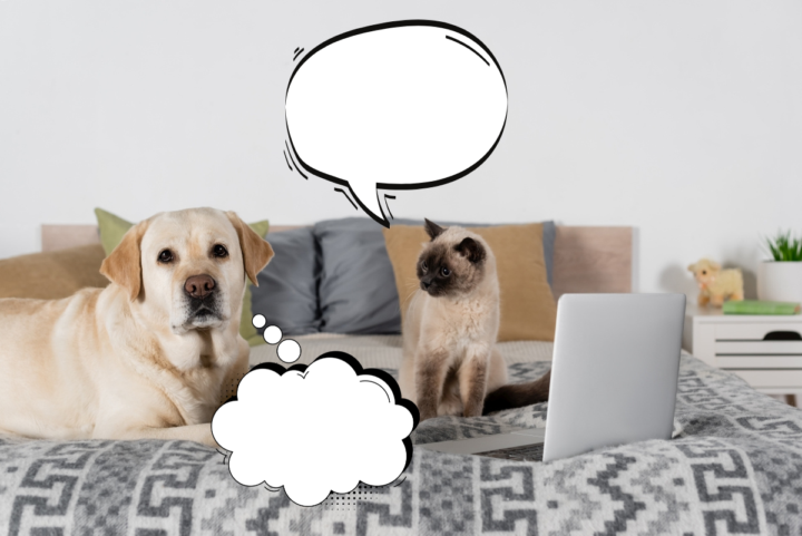 Meeting discussion 🐶🐱