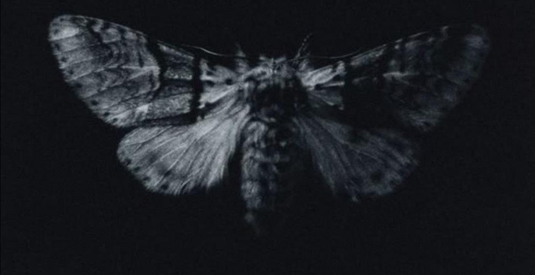 Metamorphosis 5 Day Reset