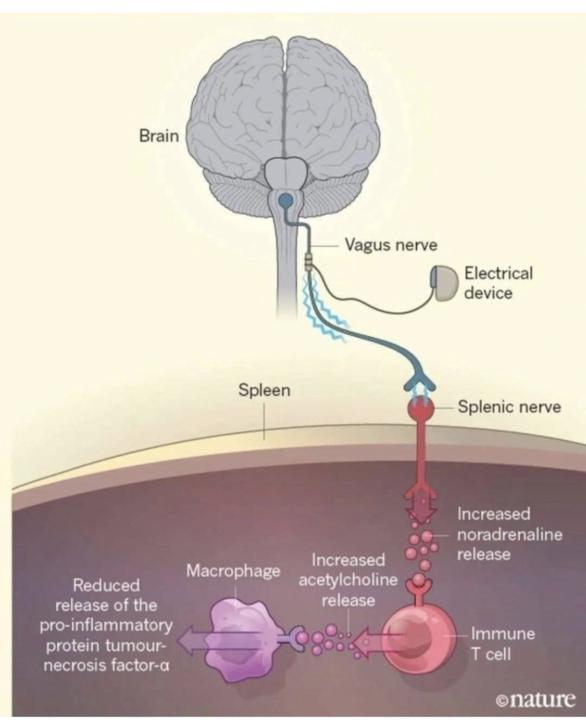 How your Brain talks to your Immune System 