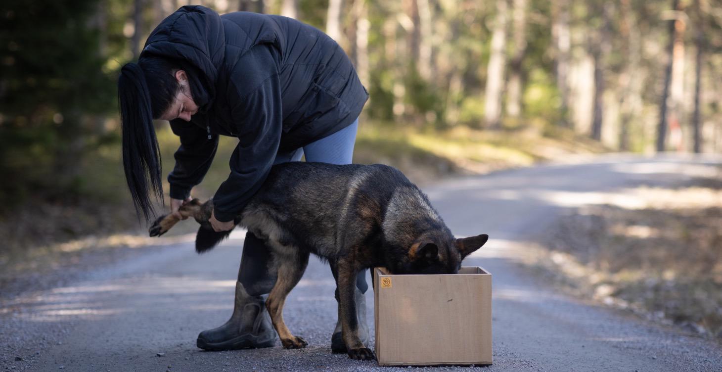 Handling training for your dog