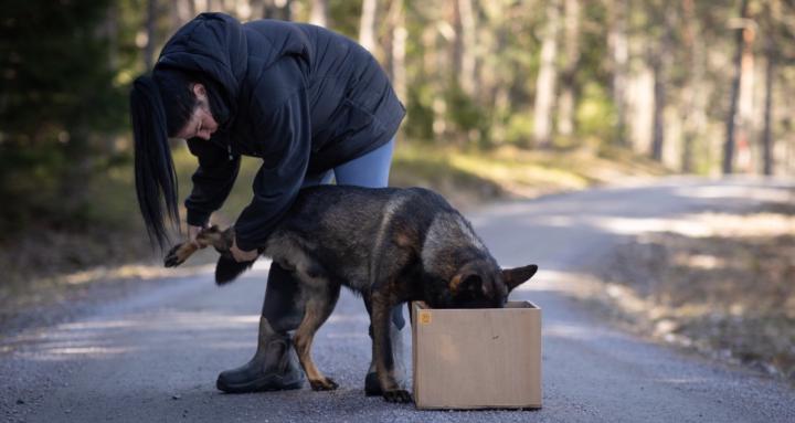 Handling training for your dog