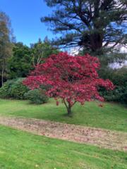 Cieald Purple