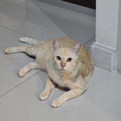 Roong Tannapach