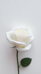 Hafsa Eman