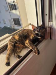 Joan Llobera Pascual