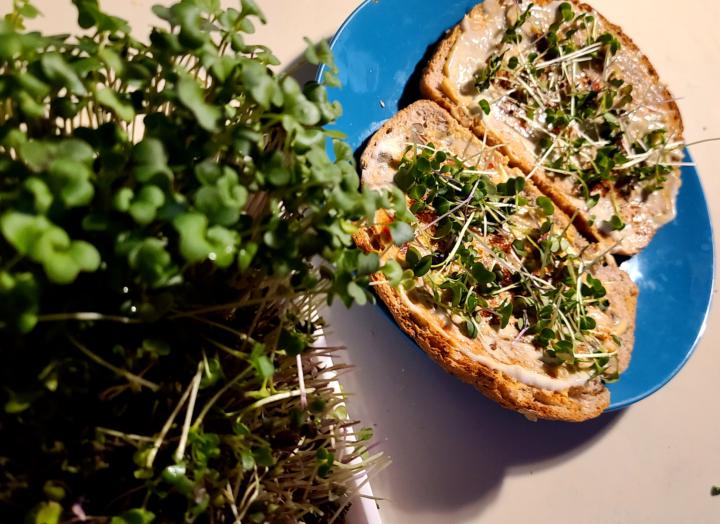 Hobby: Microgreens and Foraging
