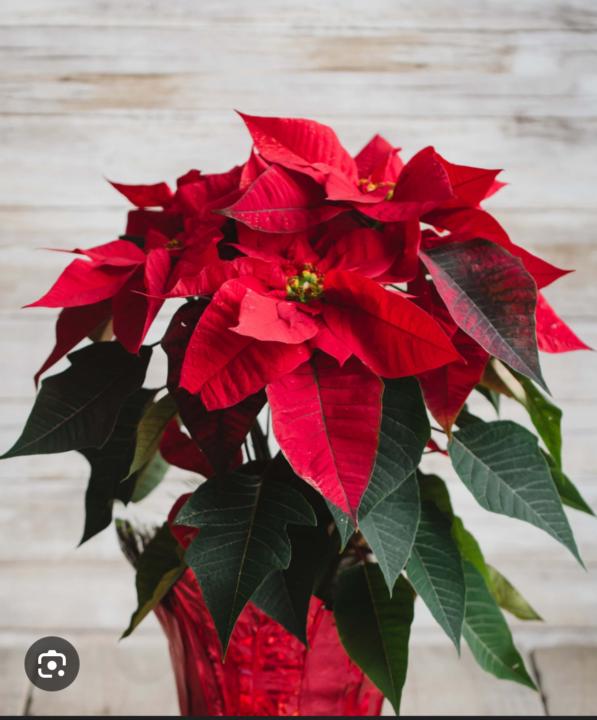 Holidays 12 December 2025