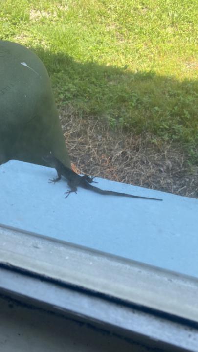 Susana Jimenez Duarte