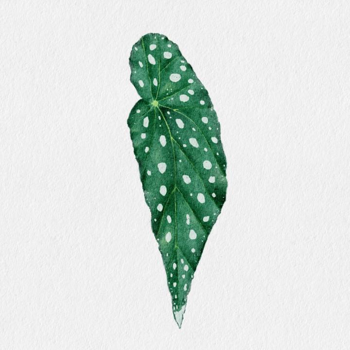 分享跟老師學的秋海棠葉子