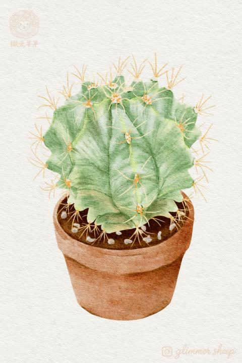仙人掌🌵。完成✌🏻