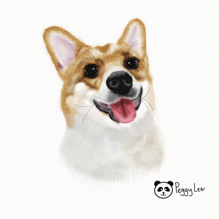 水彩科基狗狗