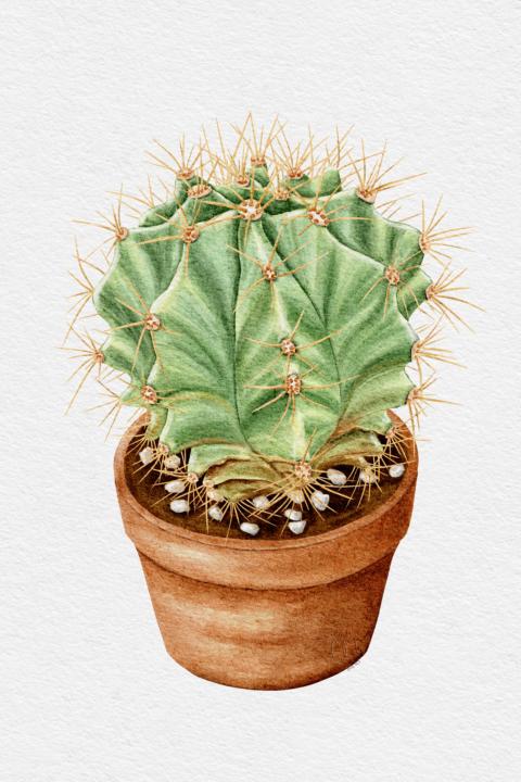 🌵