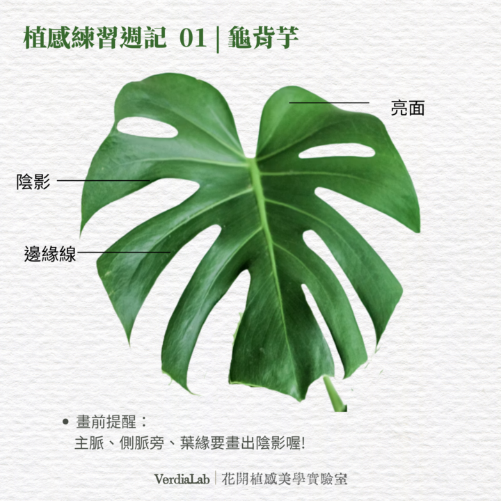 植感練習週記01 龜背芋