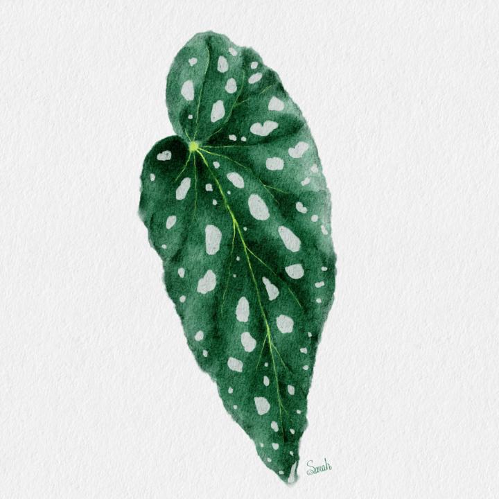 秋海棠 跟練分享