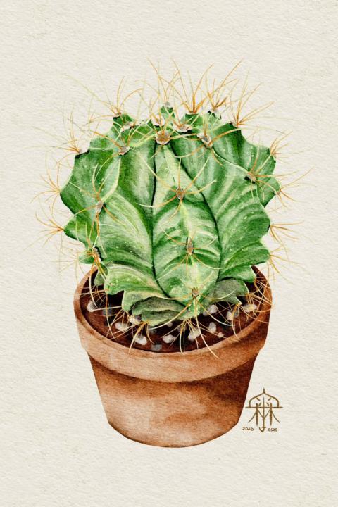 我的仙人掌🌵