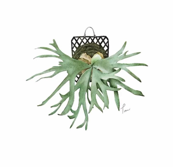 鹿角蕨誕生～～