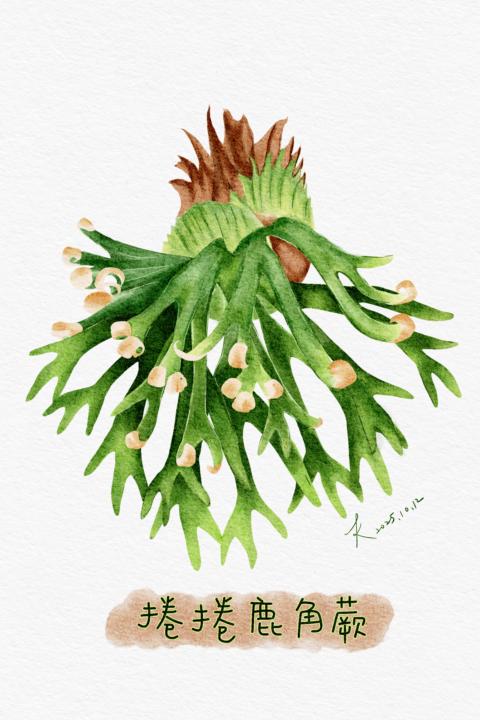 交作業-捲捲鹿角蕨