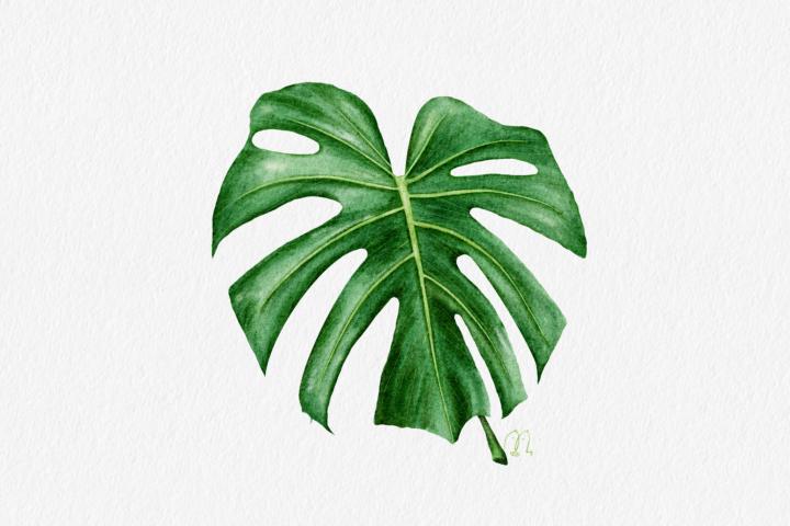 龜背芋來嚕