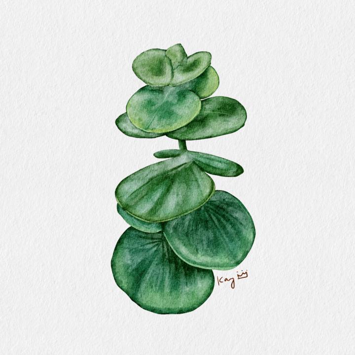 尤加利