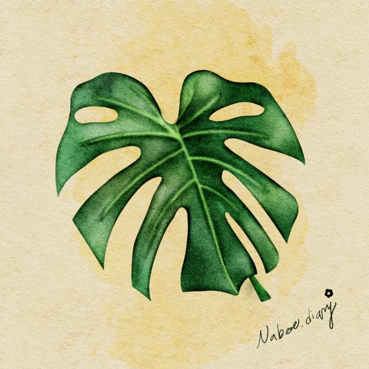 植感練習週記01 龜背芋🌿