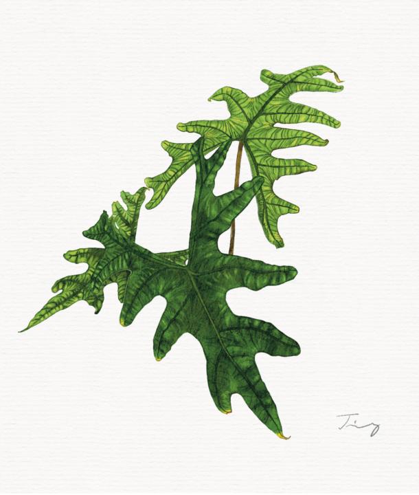 我愛畫植物
