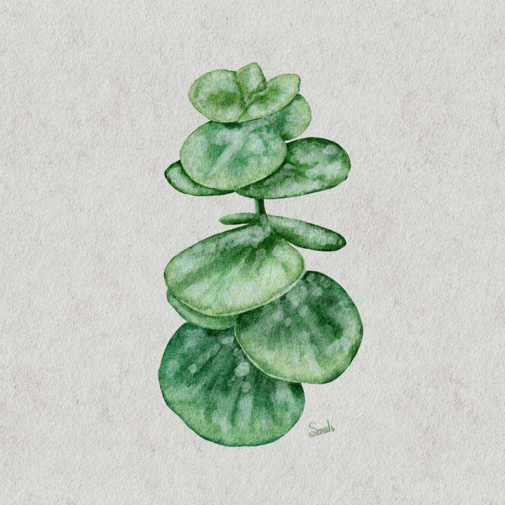 尤加利 跟練分享