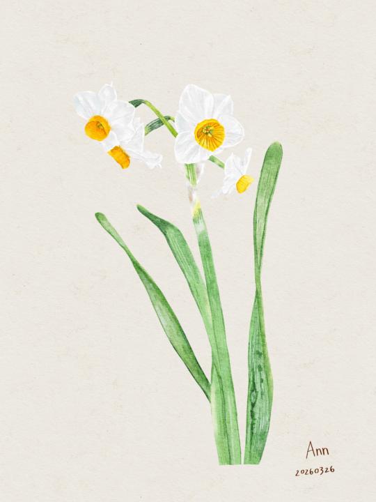 水仙花✨✨✅
