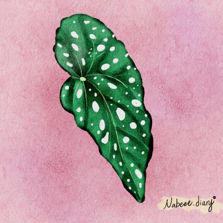 秋海棠🌿