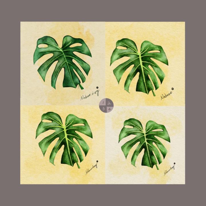 關於龜背芋🫣